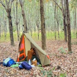  Another rubber plantation with lots of space