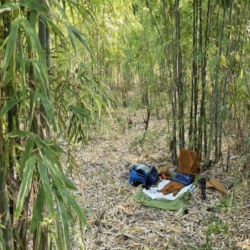  A very spacious bamboo grove to camp in