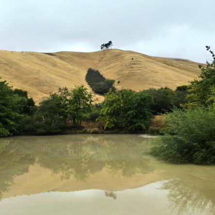  The pond view from the oak grove.