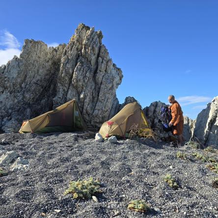  Sheltering from the wind behind rocks.