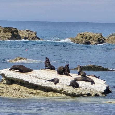  Seals basking in the sun at Kaikoura.