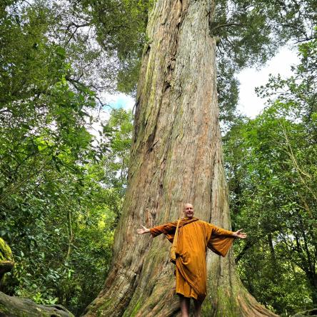  Peel Forest - giant totara.