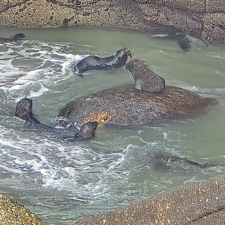  A long zoom shot of seal pups at play.