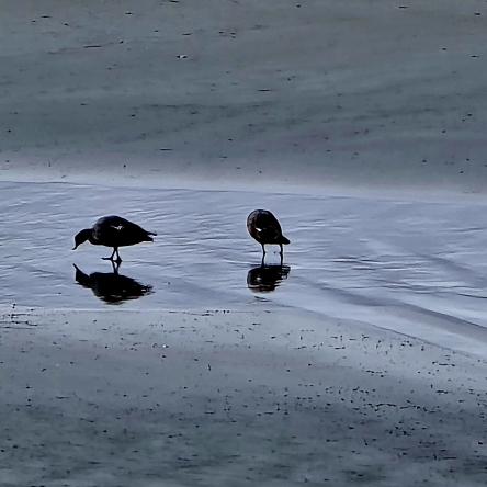  Birds on the beach at Cape Foulwind.