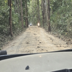 Even in the depths of the forest there are traffic issues