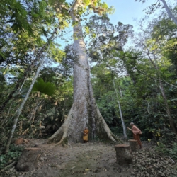  The tree generally referred to as 'the big tree'