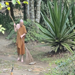 There are always leaves to be swept