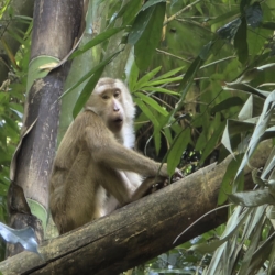  There were lots of monkeys but having one sit so still was quite rare
