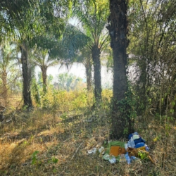  A palm tree grove offers shade and shelter off the road.