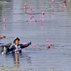  A local fisherman setting his net