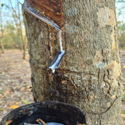  Rubber plantations were quite common in the area
