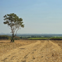  It's the dry season, and the fields are quite barren.