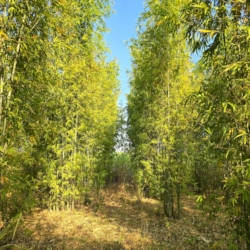  A commercial bamboo plantation.