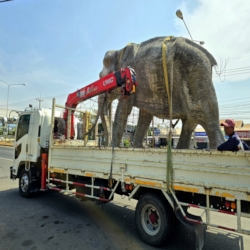  An elephant without a tail.