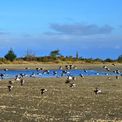  Wetland birds take flight as monks approach.