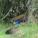  A weka inspects my tent.