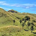  Sheep doing what they do on the hills west of Takaka.